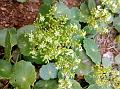 Many-Flowered Marsh-Pennywort